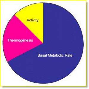 basil metabolic rate