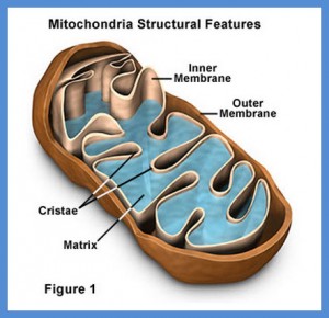 mitochondria the little bean