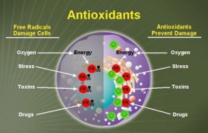 how-antioxidants-protect-cells