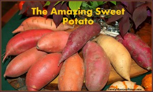 sweet potatoes