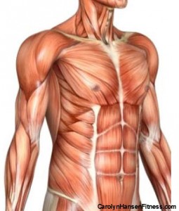 ab muscles