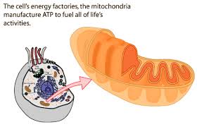 mitochondria1